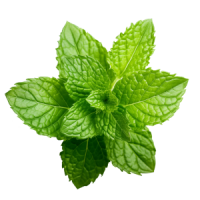 Menta piperita