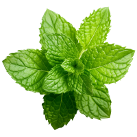 Menta ☆